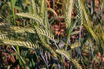 Image showing Rye(Secale cereale) ears closeup with Cornflowers