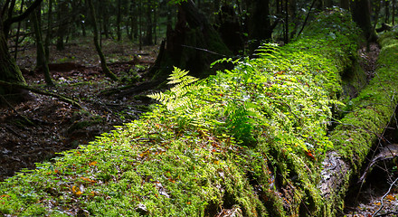 Image showing Broken linden tree moss wrapped against sun