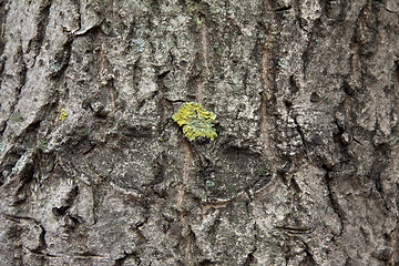 Image showing Peel tree with growing