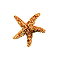 Image showing starfish isolated on white background