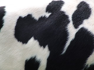 Image showing Skin on Cow