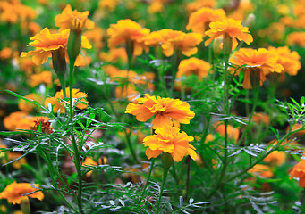 Image showing yellow flowers