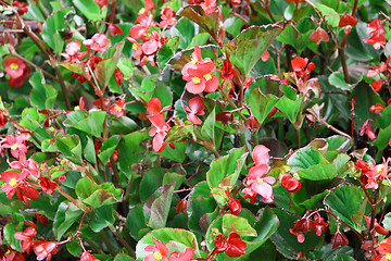 Image showing red flowers and green plants