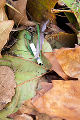 Image showing Cigarette butt in leaves