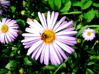 Image showing Bee on flower