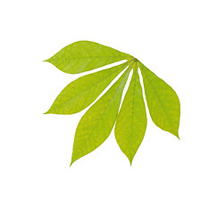 Image showing green chestnut leaf