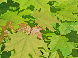 Image showing Mapple leaves