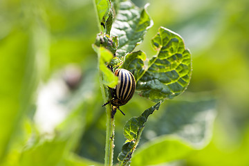 Image showing Colorado potato beetle in the field