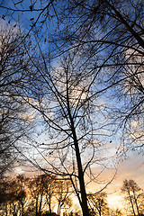 Image showing Park at sunset