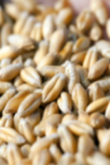 Image showing wheat, close up