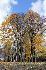 Image showing autumn in the park