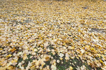 Image showing Autumn Park, overcast