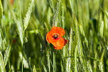 Image showing Poppy in the field