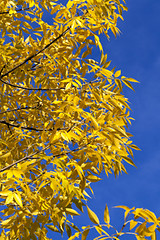 Image showing autumn in the park