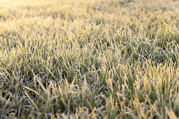 Image showing frost on the wheat