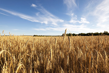 Image showing grow ripe rye.