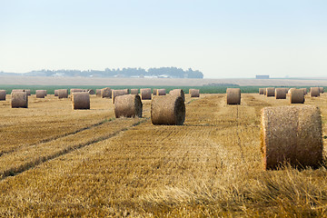 Image showing straw in the field