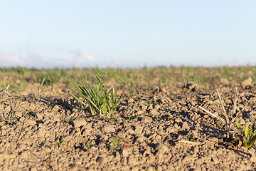 Image showing young grass plants, close-up