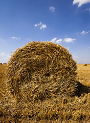 Image showing harvest of cereals. summer