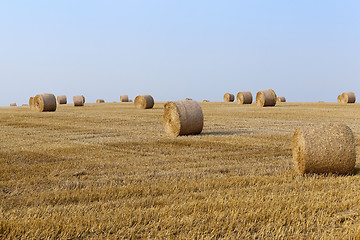 Image showing straw in the field