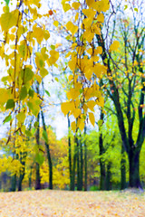 Image showing autumn in the park