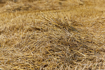 Image showing cereal farming field