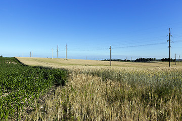 Image showing farm field cereals