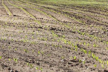 Image showing Field of green corn