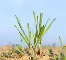 Image showing young grass plants, close-up