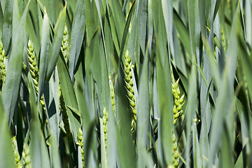 Image showing Agriculture. cereals. Spring