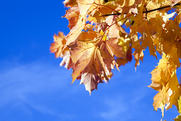 Image showing autumn in the park