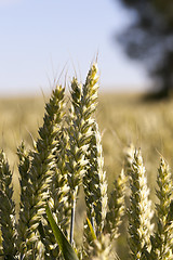 Image showing immature grass sky