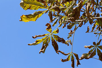 Image showing yellowing leaves on the trees