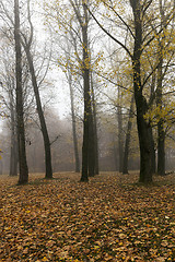 Image showing Autumn Park, overcast