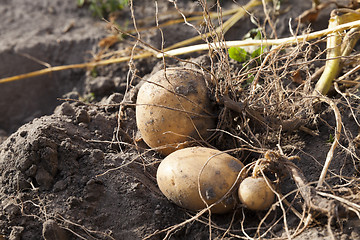 Image showing Potatoes on the ground