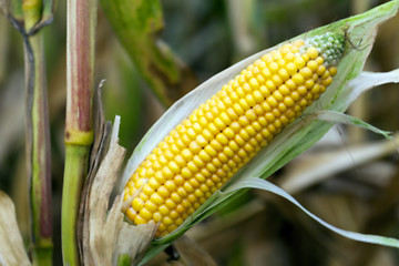 Image showing mature corn crop