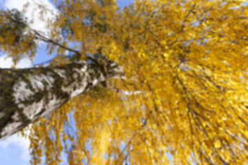 Image showing birch tree in autumn