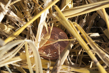 Image showing coin in the straw