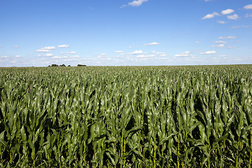 Image showing Field with corn