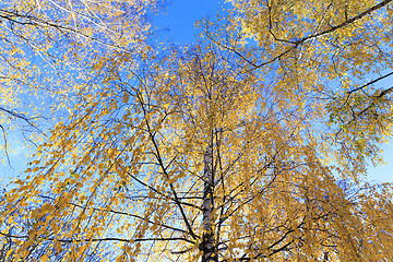 Image showing yellow foliage, autumn
