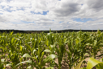 Image showing corn field, summer