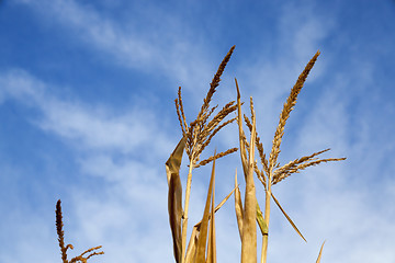 Image showing Green immature corn