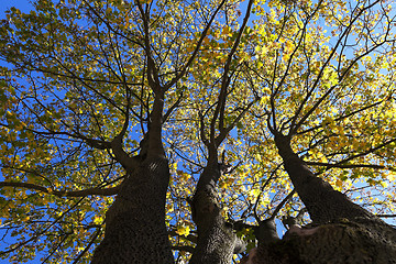 Image showing yellowing leaves on the trees