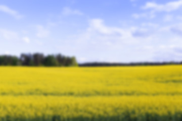 Image showing rapeseed field in the summer