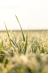 Image showing young grass plants, close-up