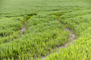 Image showing green wheat, close-up