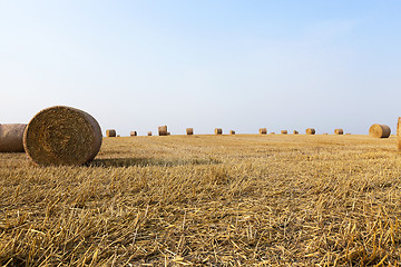 Image showing straw in the field