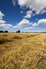 Image showing harvest of cereals