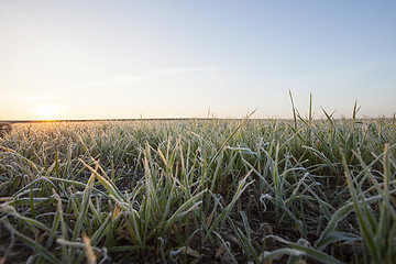 Image showing wheat during frost