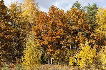 Image showing autumn foliage, close up